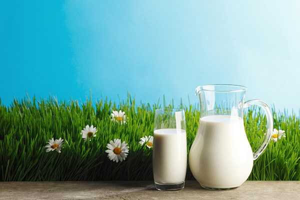 mleko tolerancja laktozy